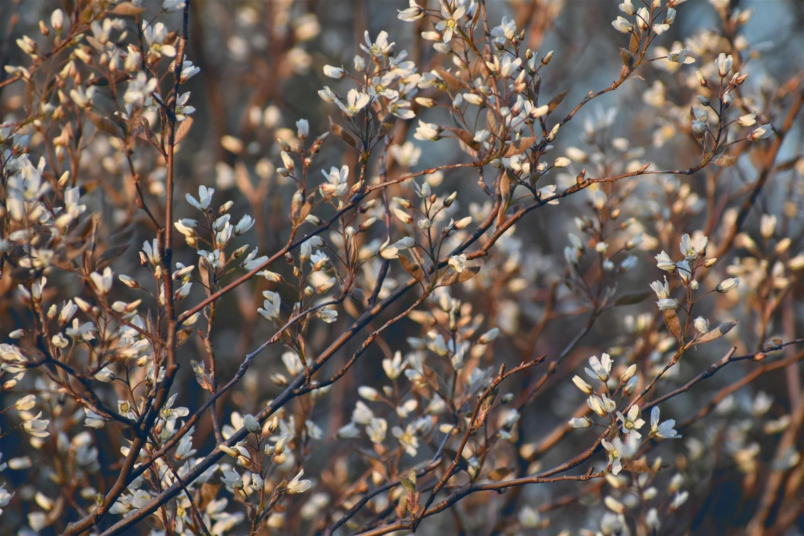 Direct Plants 3x Amelanchier Lamarckii Snowy Mespilus, Juneberry Fruit Trees, 2-3ft Tall, Large, Supplied In A 3 Litre Pots