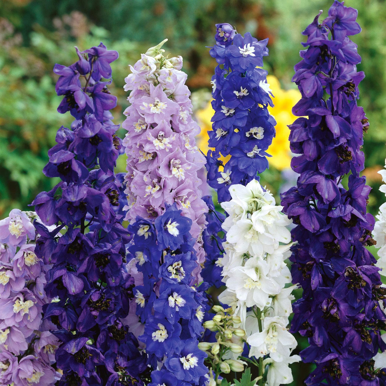 Delphinium Seeds Pacific Giants Seeds | 120 Seeds