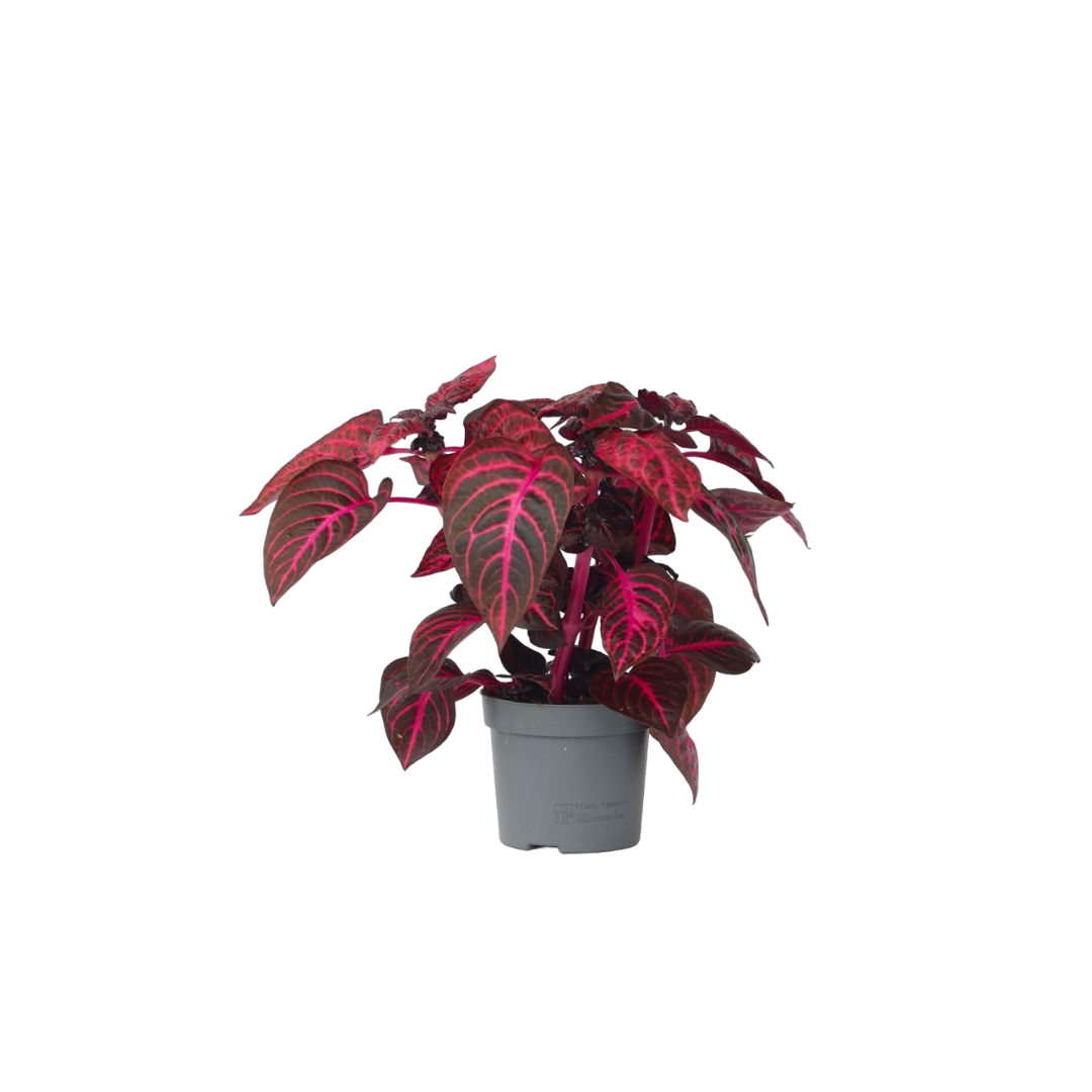 Bloodleaf Plant - Iresine Herbstii - Height 20-30cm - ⌀13cm | Set of 1 | Red