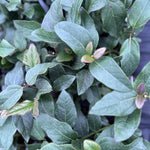 Viburnum Tinus Purpureum Evergreen Garden Shrub Direct Plants