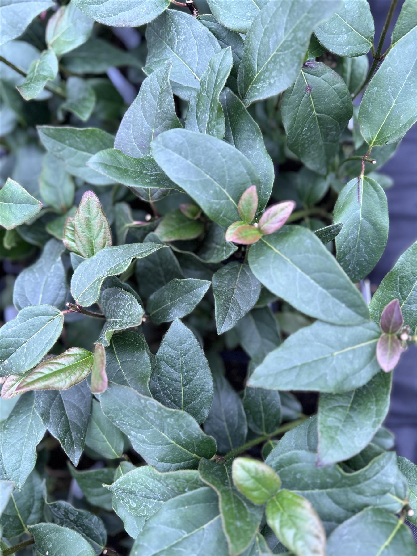 Viburnum Tinus Purpureum Evergreen Garden Shrub Direct Plants