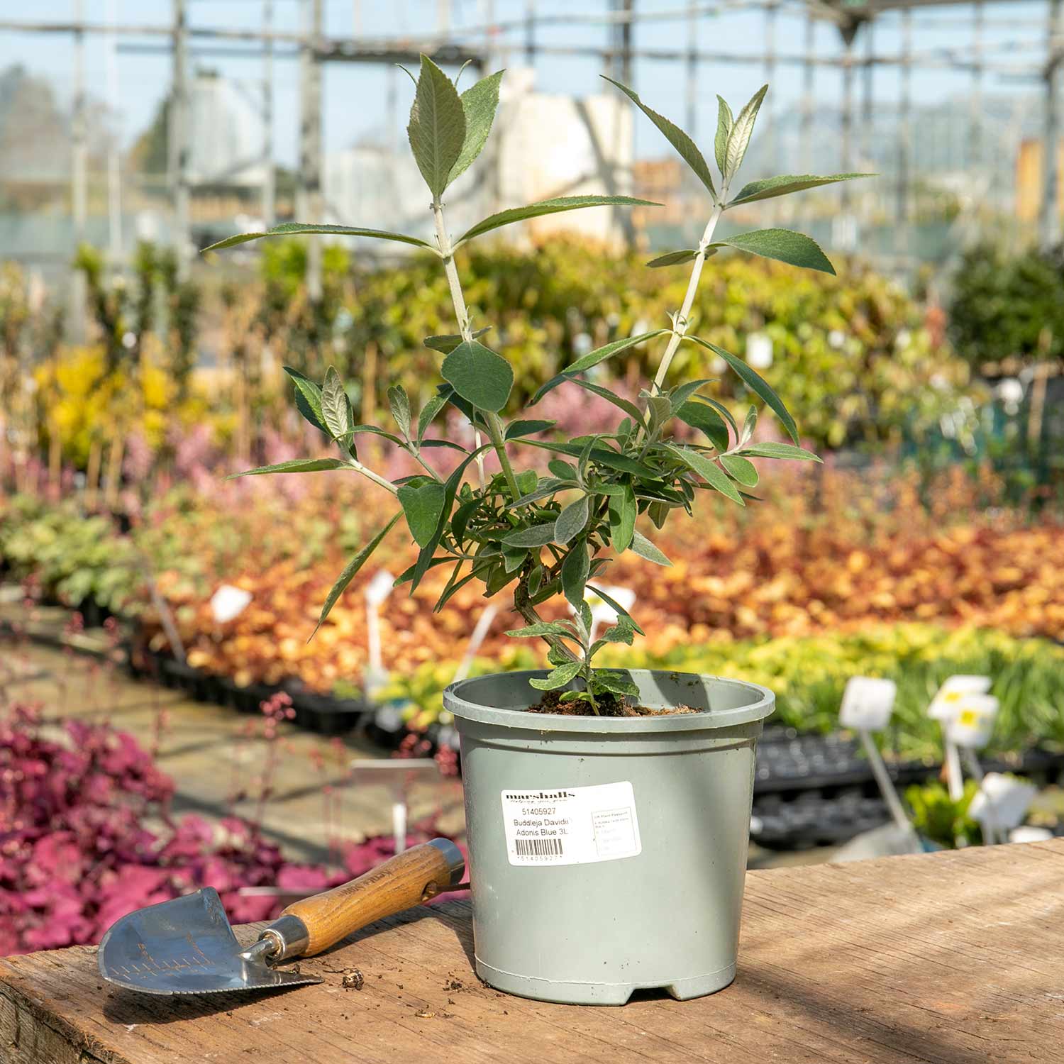 Buddleja Davidii 'adonis Blue' Shrub | 1 x 3L | Purple