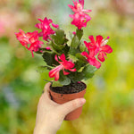 Schlumbergera Red Christmas Cactus | 2 x 9cm | Deep Red
