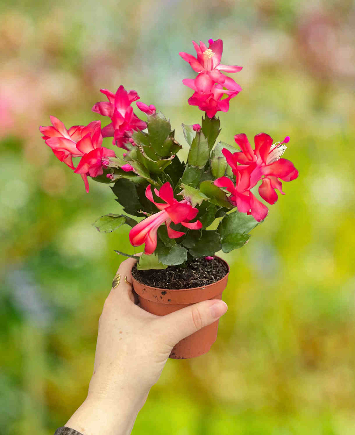 Schlumbergera Red Christmas Cactus | 2 x 9cm | Deep Red
