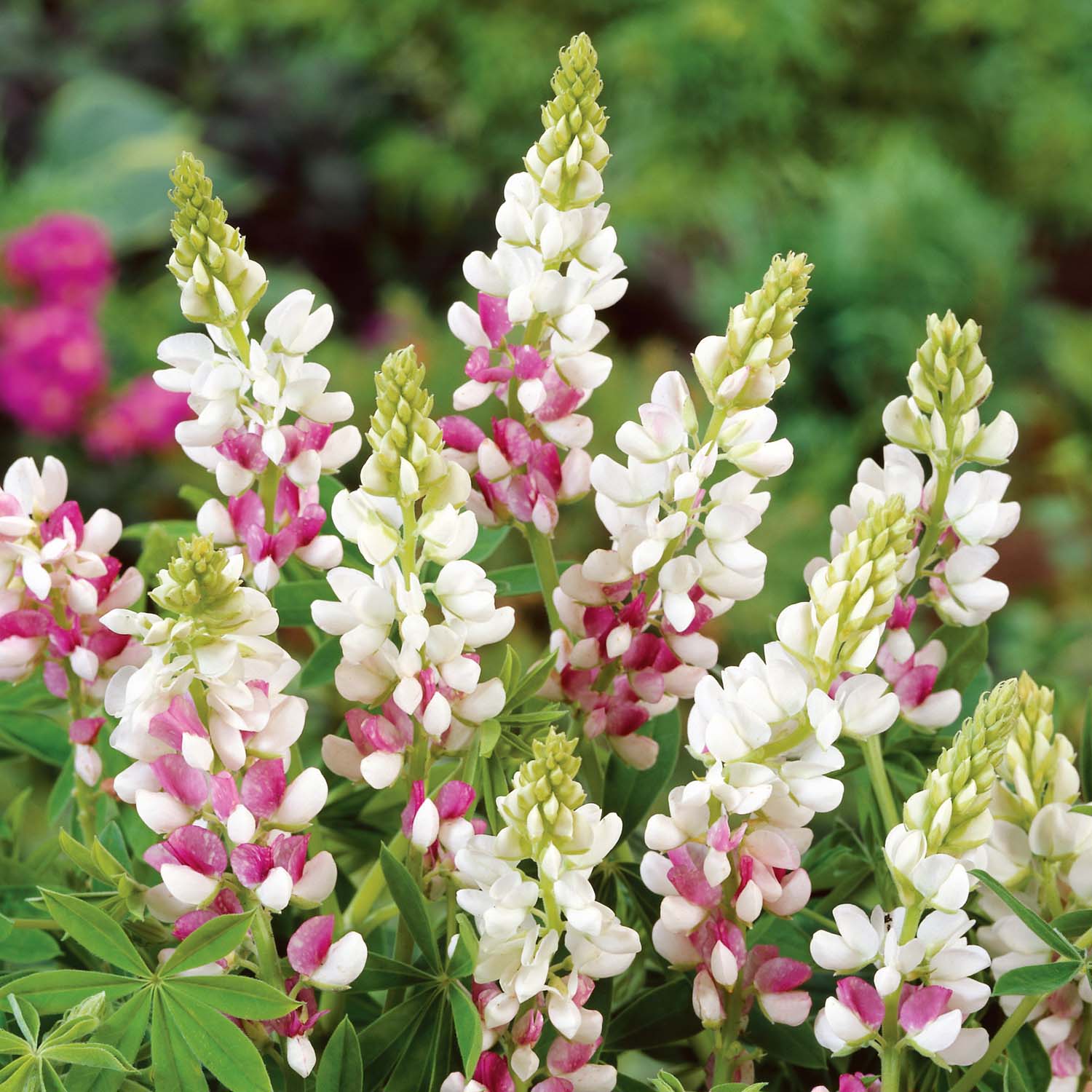 Pink Fairy Lupin  Fragrant Annual, Seeds | 40 Seeds