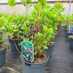 Direct Plants 4x Hydrangea Macrophylla Mophead, Large & Bushy Plants, Supplied In 3 Litre Pots