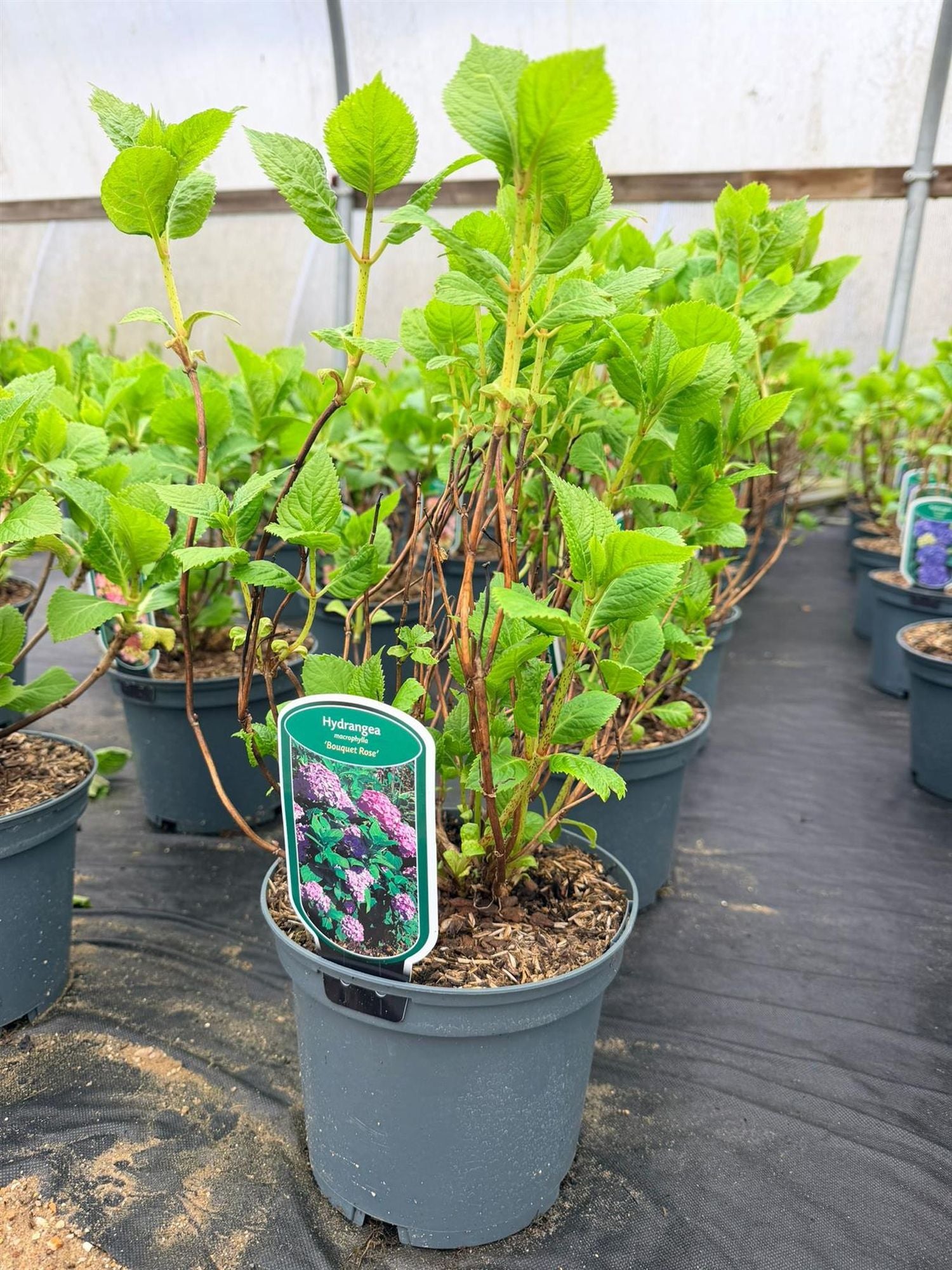 Direct Plants 4x Hydrangea Macrophylla Mophead, Large & Bushy Plants, Supplied In 3 Litre Pots