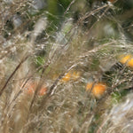 Stipa tenuissima Ponytails - 3 x 9cm Pots