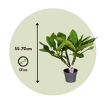 Frangipani White - Plumeria Rubra - Height 55-70cm - ⌀17cm | Set of 1 | White