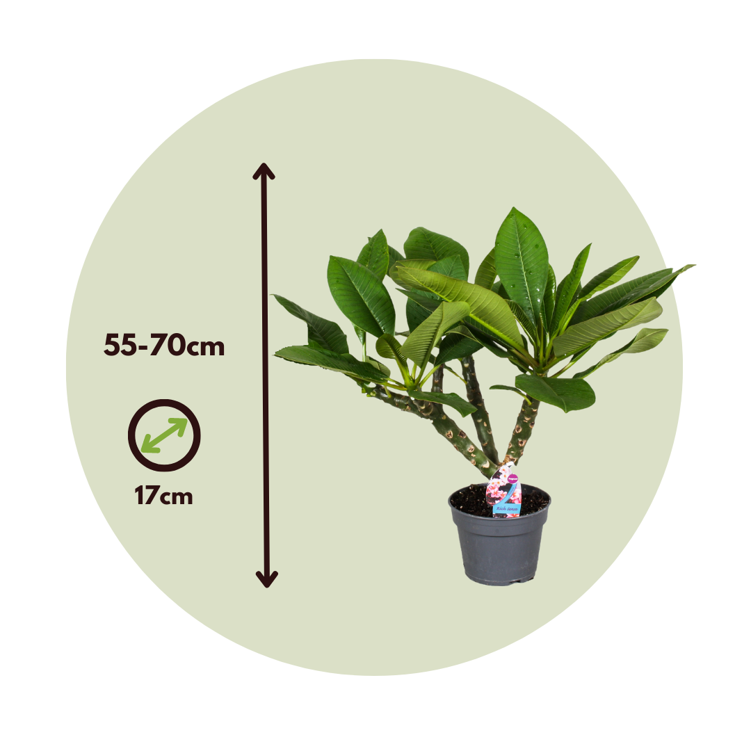 Frangipani White - Plumeria Rubra - Height 55-70cm - ⌀17cm | Set of 1 | White