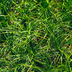 Architectural Carex Collection - 9cm Pots | 6 x 9cm | Green