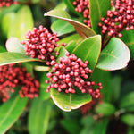 Japanese Skimmia - Skimmia Japonica 'Rubella' - Height 35-45cm - ⌀15cm | Set of 2 | Red