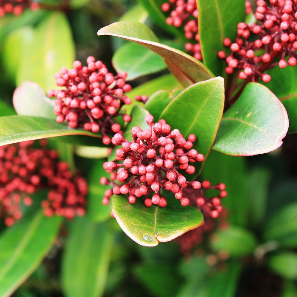 Japanese Skimmia - Skimmia Japonica 'Rubella' - Height 35-45cm - ⌀15cm | Set of 2 | Red