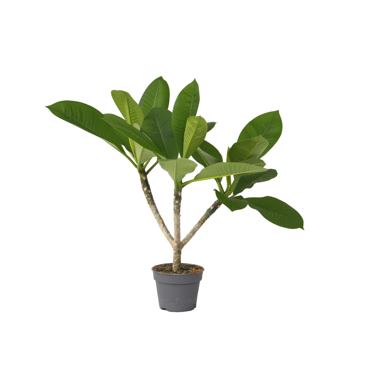 Frangipani - Plumeria Rubra - Height 45-55cm - ⌀17cm | Set of 1 | Pink