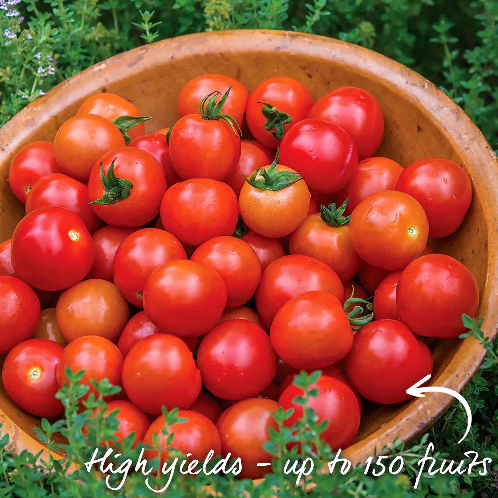 Tomato Consuelo, Blight-resistant Cherry Variety Seeds | 15 Seeds