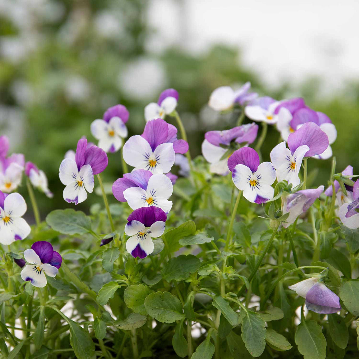 Marshalls Garden Viola 'sorbet Pink Wings' - Garden Ready Plugs