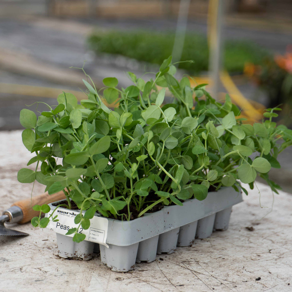 Sugar Snap Pea 'purple Magnolia' Plug Plant - Purple-podded, Crunchy Sweet Pods | Set of 12