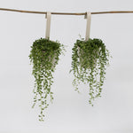 String Of Pearls - 2 Pcs. - Senecio Rowleyanus - Height 10-20cm - ⌀12cm | Set-of-2 | Green