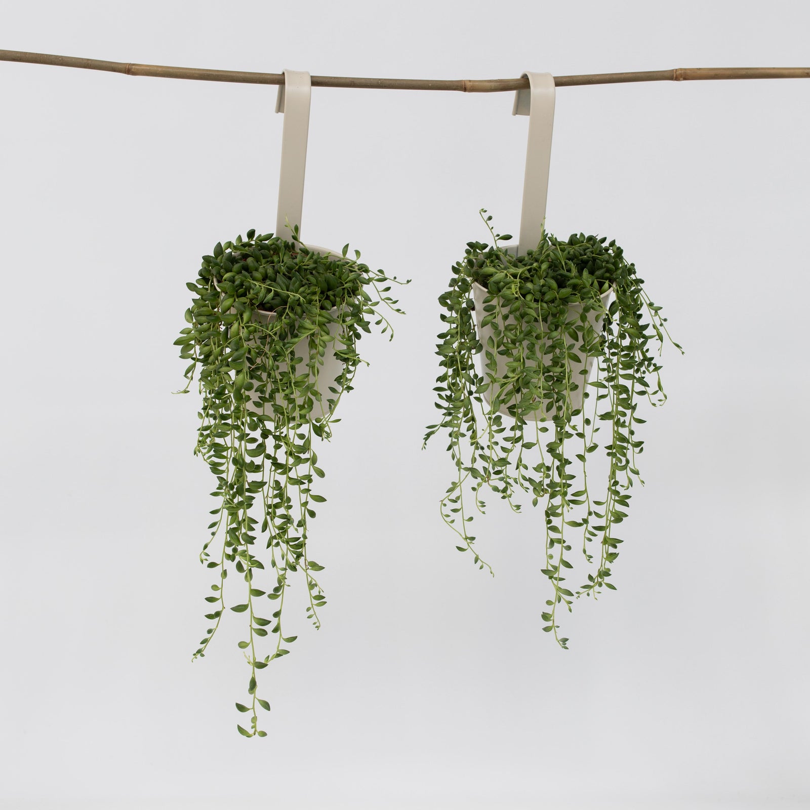 String Of Pearls - 2 Pcs. - Senecio Rowleyanus - Height 10-20cm - ⌀12cm | Set-of-2 | Green