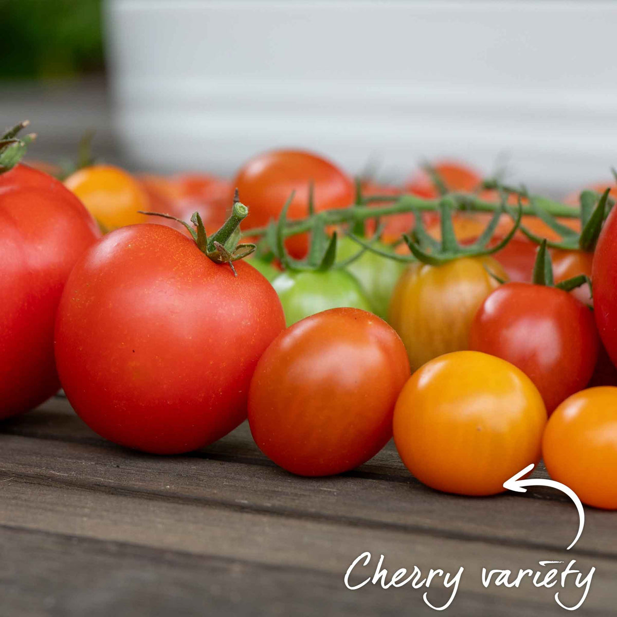 Tiny Temptations Orange Bush Tomato 9cm Plants | Set of 6