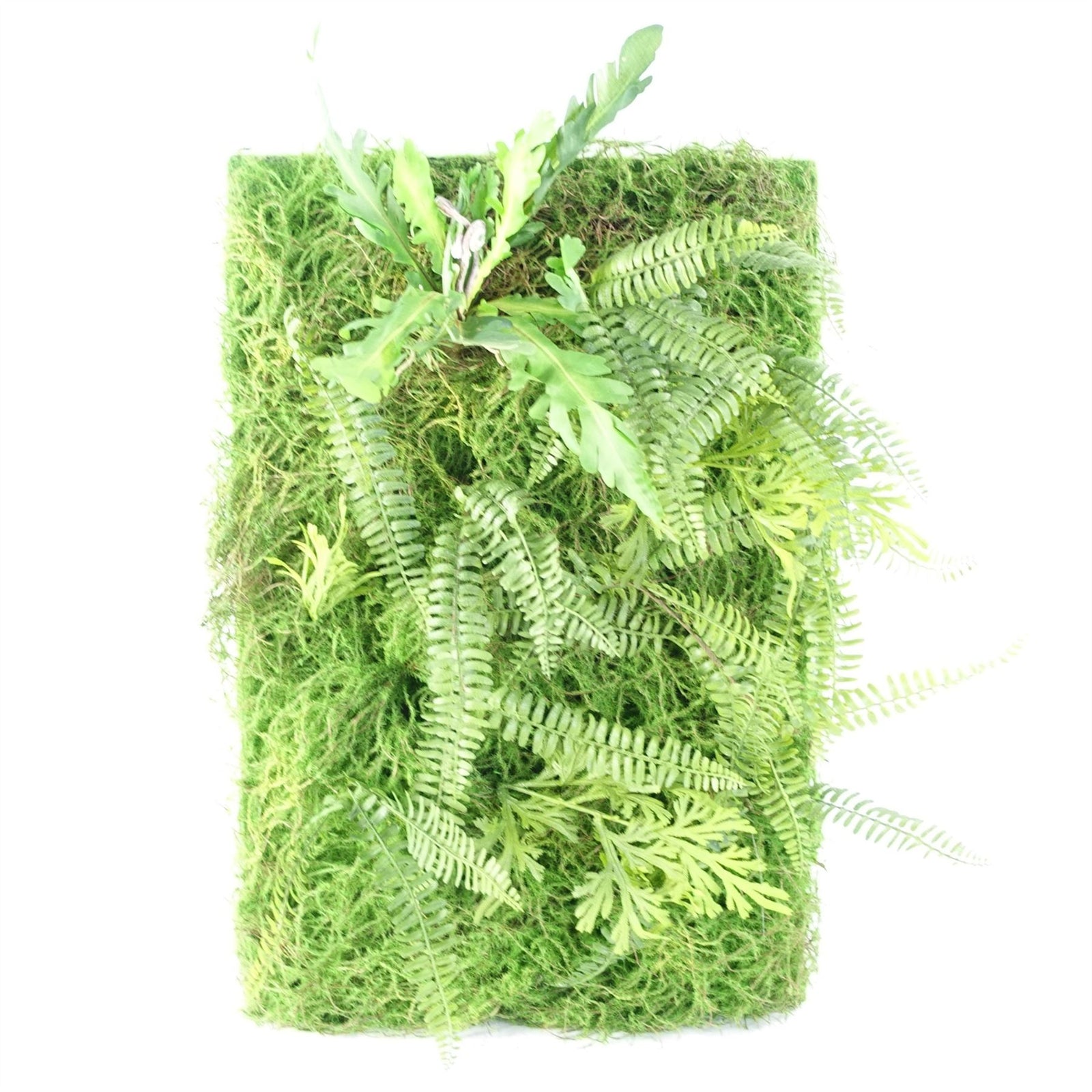 60cm Artificial Look Greenwall Ferns