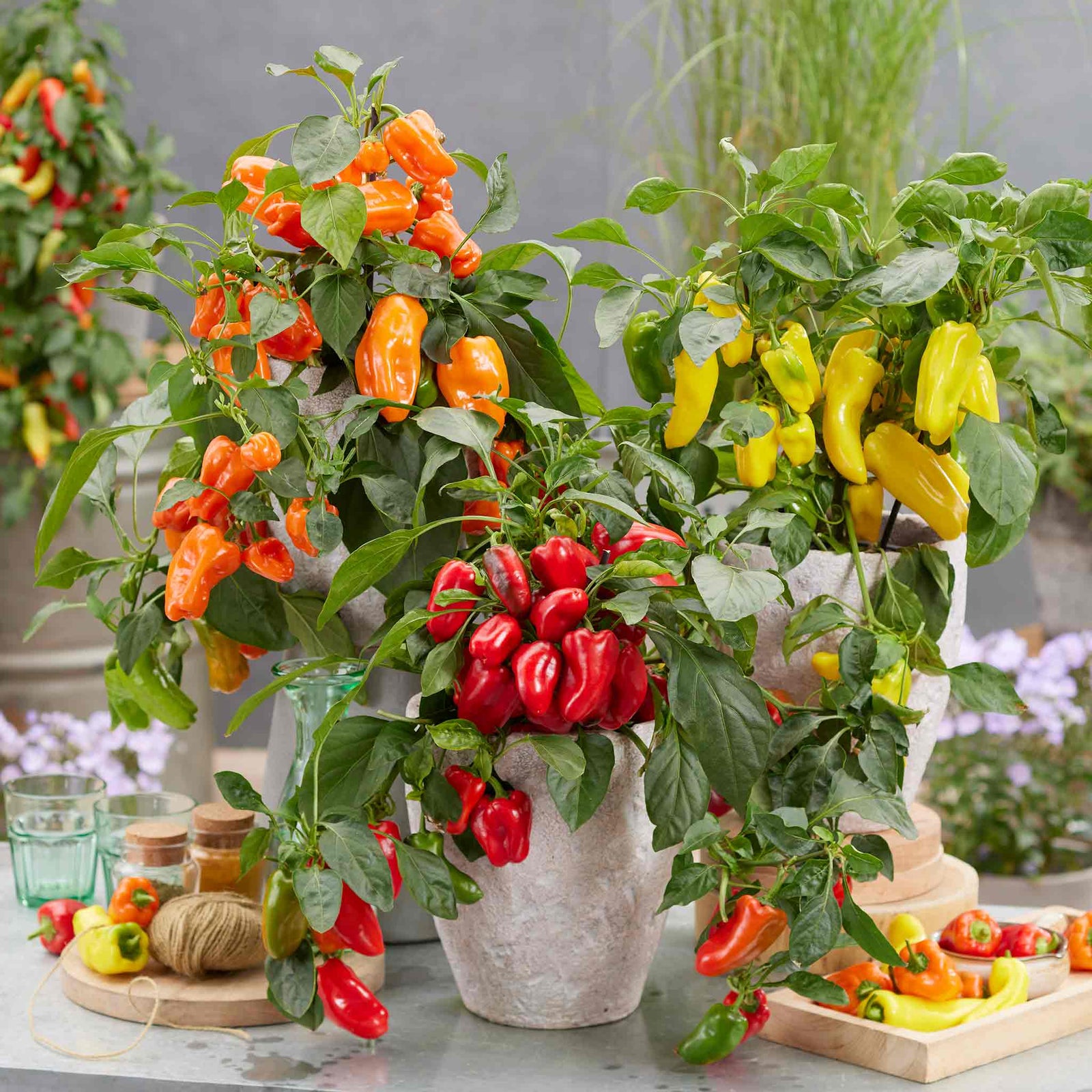 Sweet Pepper 'peppers From Heaven' - Compact Patio Variety Seeds | 8 Seeds