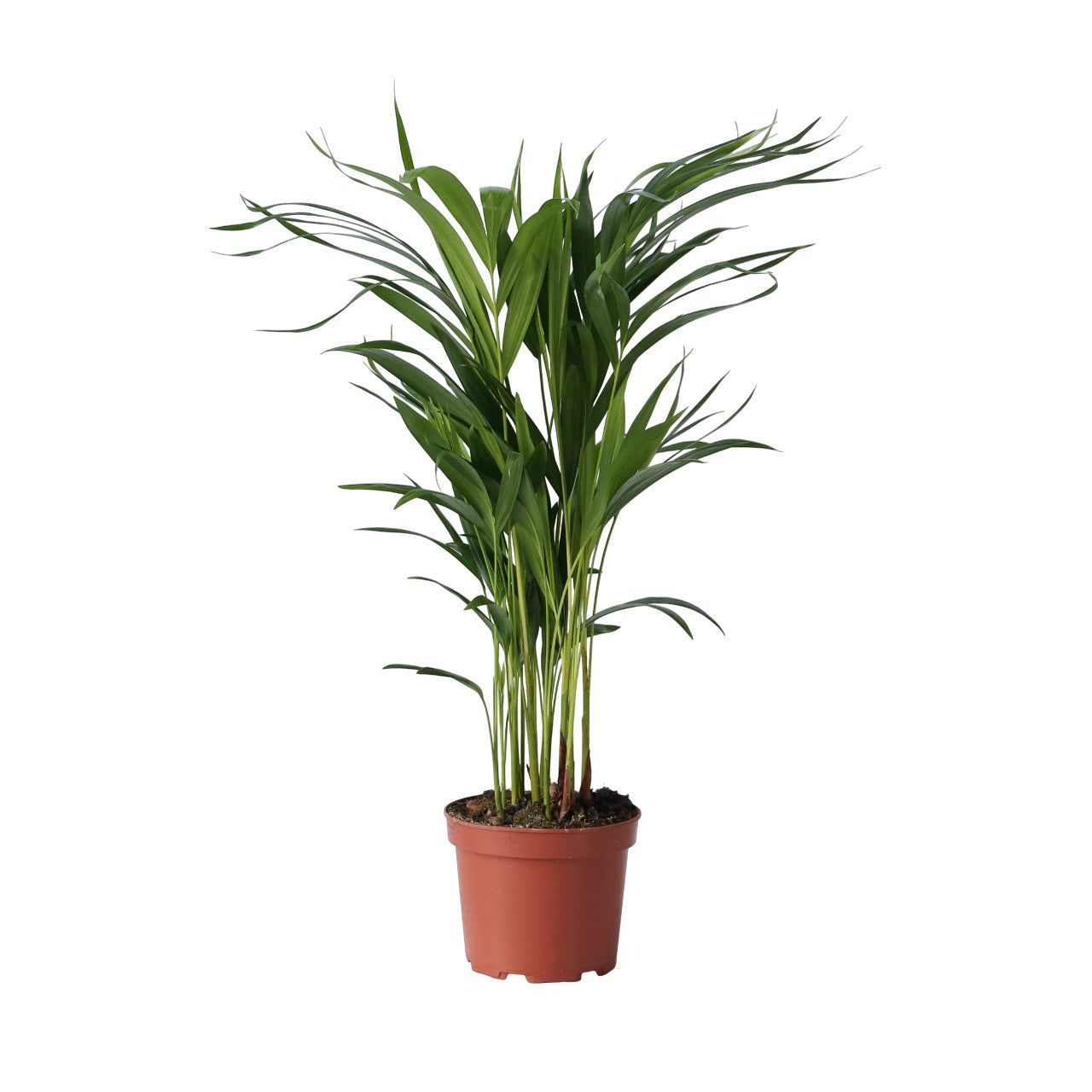 Areca Palm 'golden Cane' - Dypsis Lutescens - Height 60-70cm - ⌀17cm | Set of 1 | Green