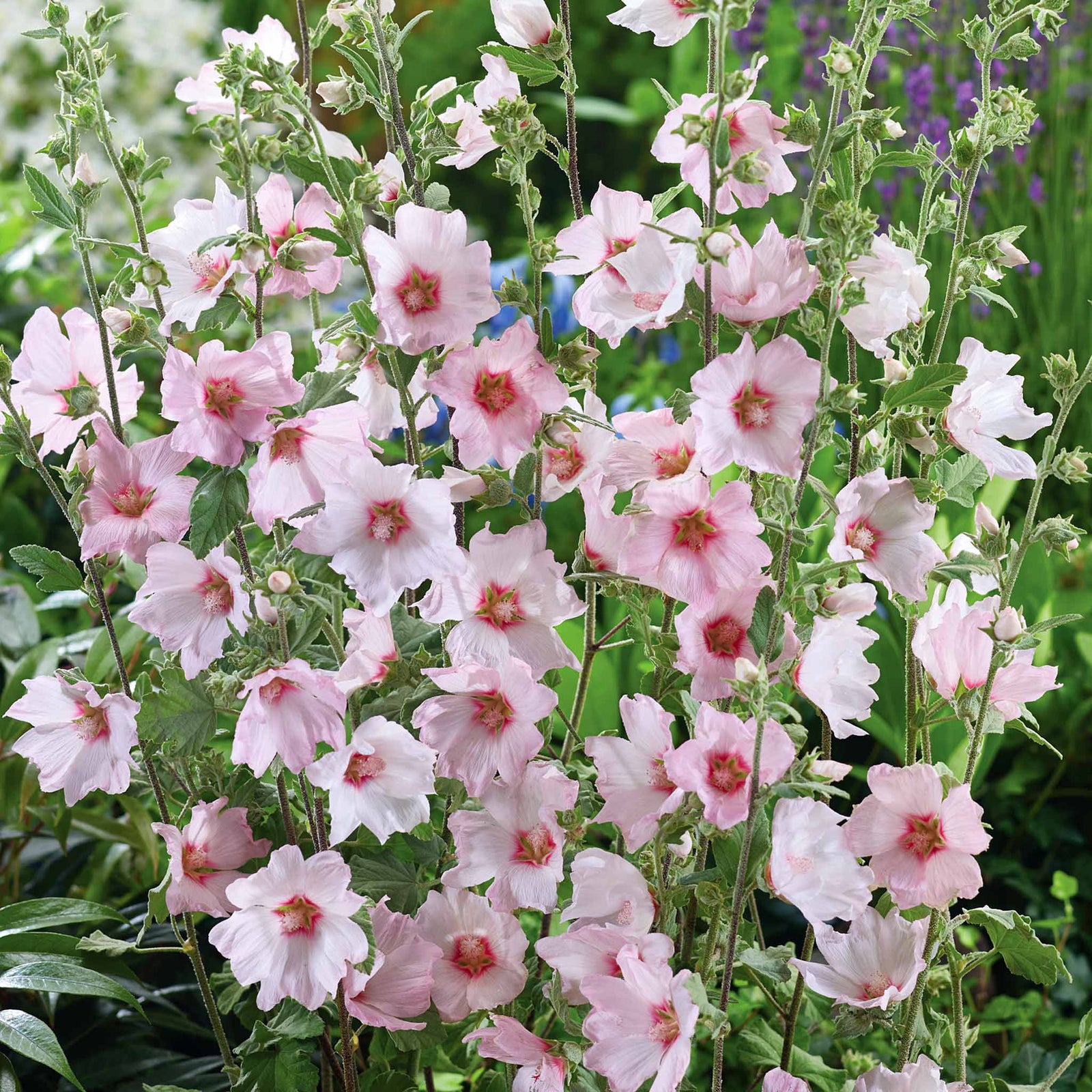 Lavatera Clementii 'barnsley Baby' - Hardy Pink Shrub | 1 x 9cm