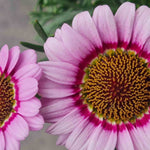 Hayloft Argyranthemum Collection - Marguerite Daisy Set Of 5 Young Plants