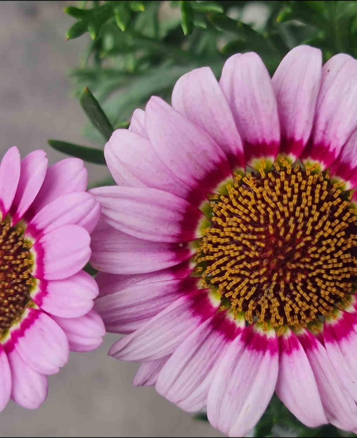 Hayloft Argyranthemum Collection - Marguerite Daisy Set Of 5 Young Plants