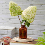 Hydrangea Paniculata Hercules - 12cm pots | Set-of-1 | White