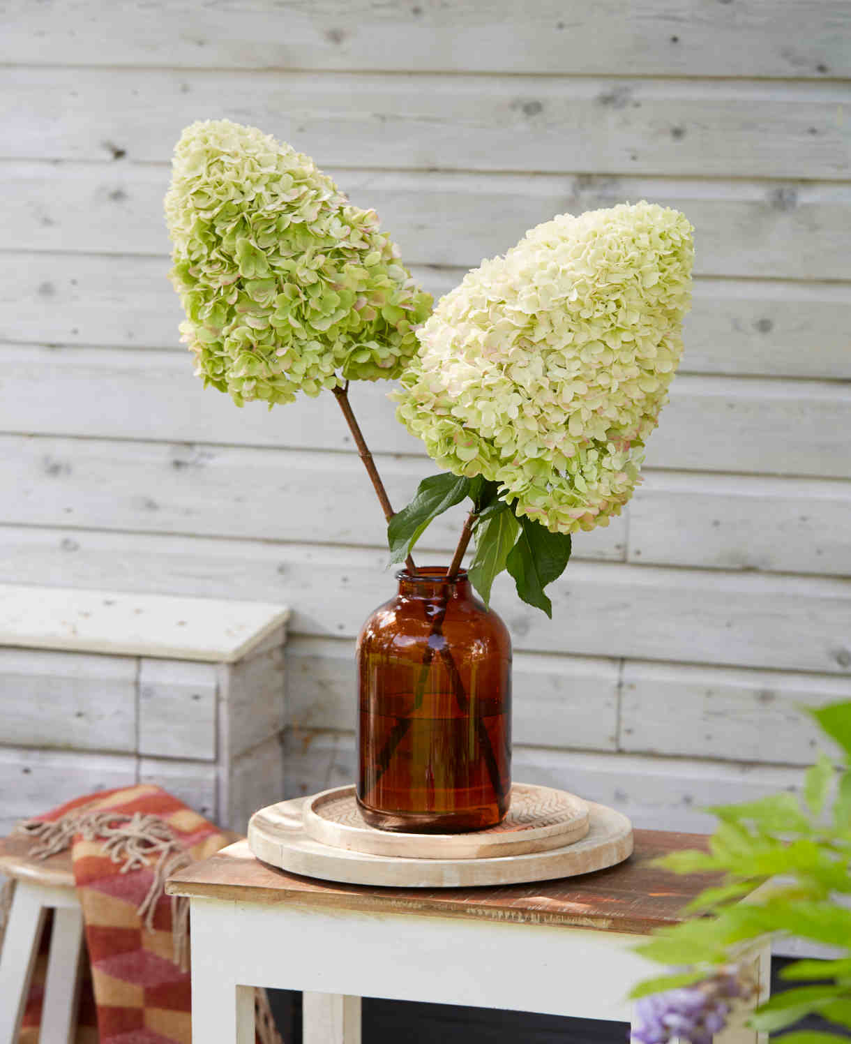 Hydrangea Paniculata Hercules - 12cm pots | Set-of-1 | White