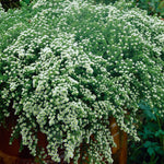 Aster Erocoides Var. Prostratum 'snow Flurry' - 9cm pots | 1 x 9cm | Cream
