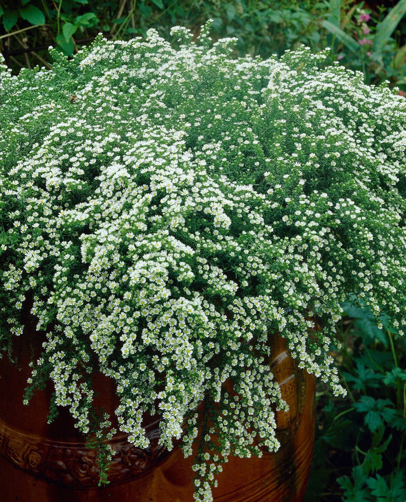 Aster Erocoides Var. Prostratum 'snow Flurry' - 9cm pots | 1 x 9cm | Cream