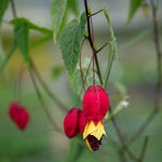 Abutilon 'rhubarb And Custard' Trailing Flowering Shrub, Hardy To -5°c | 6 x Jumbo Plugs | Multi