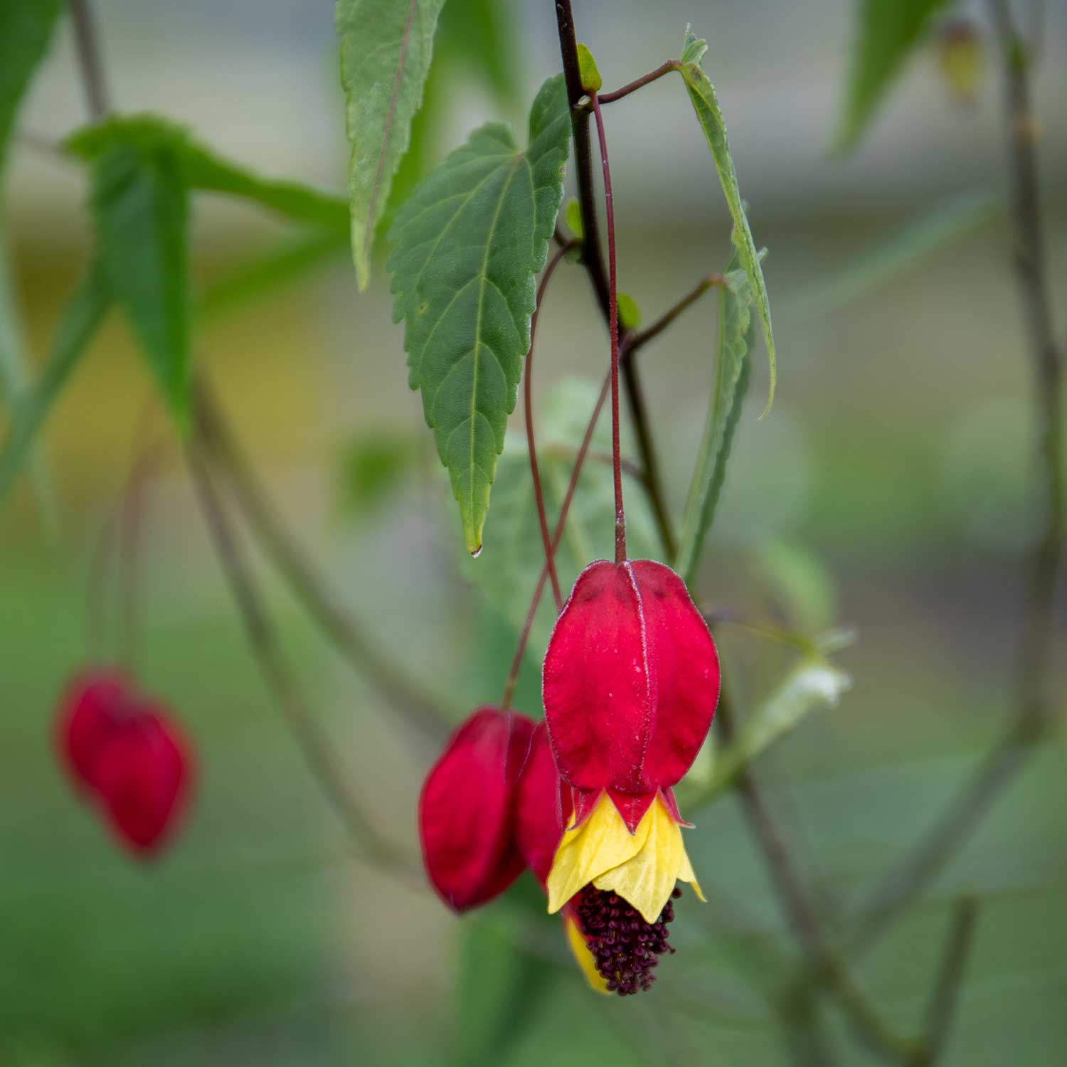 Abutilon 'rhubarb And Custard' Trailing Flowering Shrub, Hardy To -5°c | 6 x Jumbo Plugs | Multi