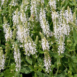 Salvia 'lyrical White' - Compact Hardy Perennial With Pure White Spikes | 3 Plug Plants