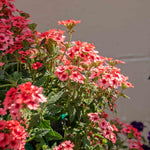 Verbena 'showboat Mango' Orange Bedding Plant | 12 x Plug Plants | Multi Colour