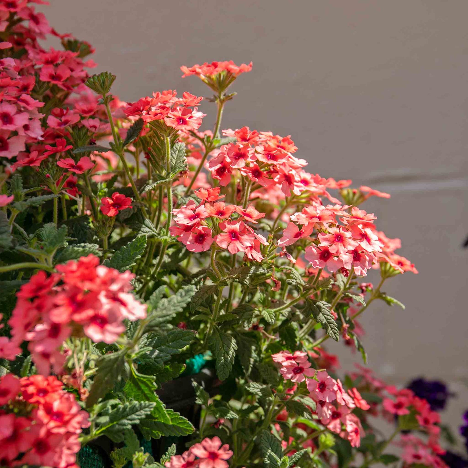 Verbena 'showboat Mango' Orange Bedding Plant | 12 x Plug Plants | Multi Colour