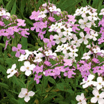 Sweet Rocket 'enchantment' (hesperis Matronalis) Seeds | 100 Seeds | Green