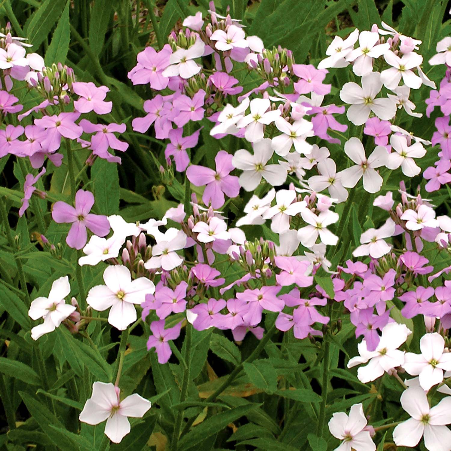 Sweet Rocket 'enchantment' (hesperis Matronalis) Seeds | 100 Seeds | Green