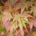Thompson & Morgan Acer Palmatum - 9cm Pot