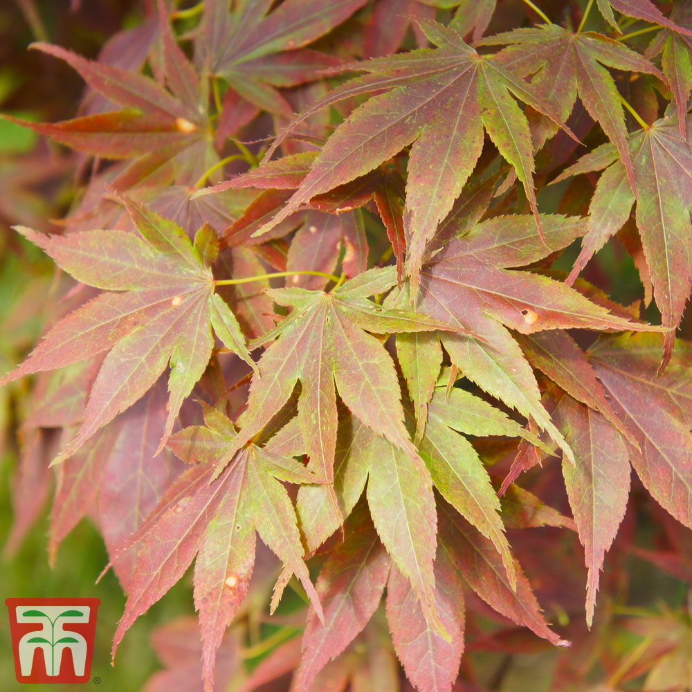 Thompson & Morgan Acer Palmatum - 9cm Pot