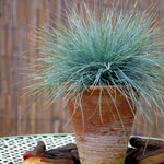 Blue Fescue - Festuca Glauca 'Elijah Blue' - Height 10-15cm - ⌀9cm | Set of 6 | Blue
