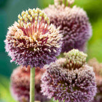 Allium 'forelock' - Bulbs | 3 x Bulbs | Purple