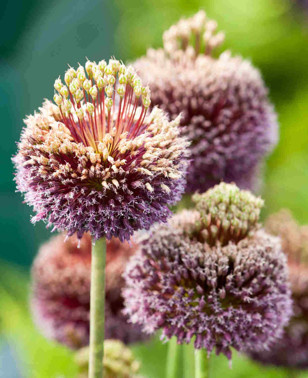 Allium 'forelock' - Bulbs | 3 x Bulbs | Purple