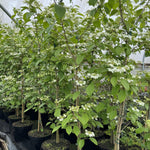 Viburnum Plicatum Kilimandjaro Extra Large 2-3ft Supplied In A 3 Litre Pot