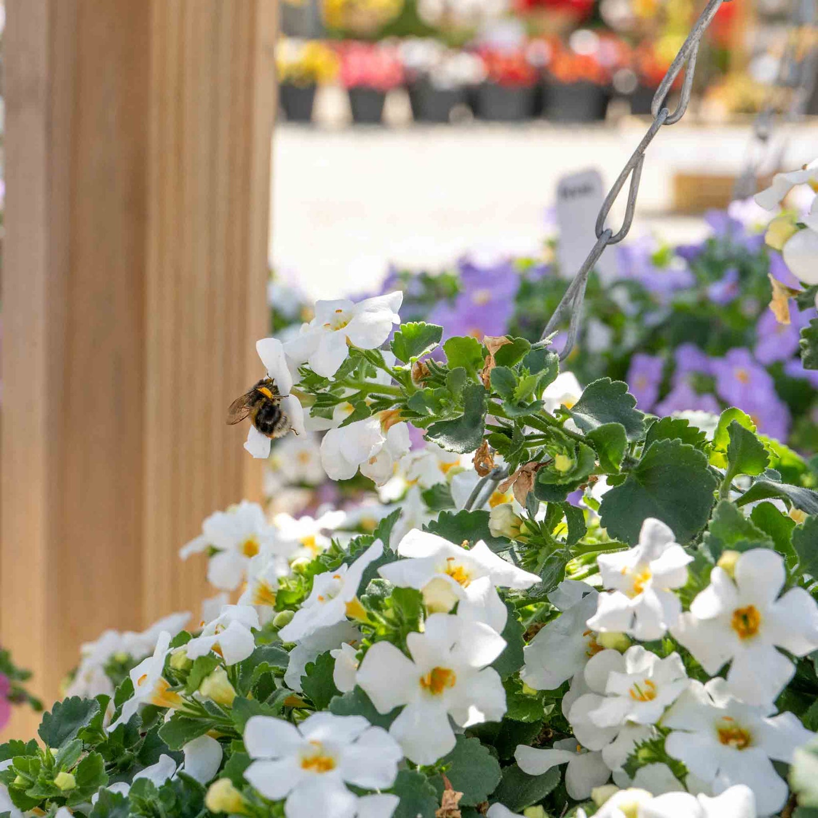 Bacopa 'megacopa White' - Extra-large White Flowers | 12 x Plug Plants | White