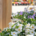 Bacopa 'megacopa White' - Extra-large White Flowers | 12 x Plug Plants | White