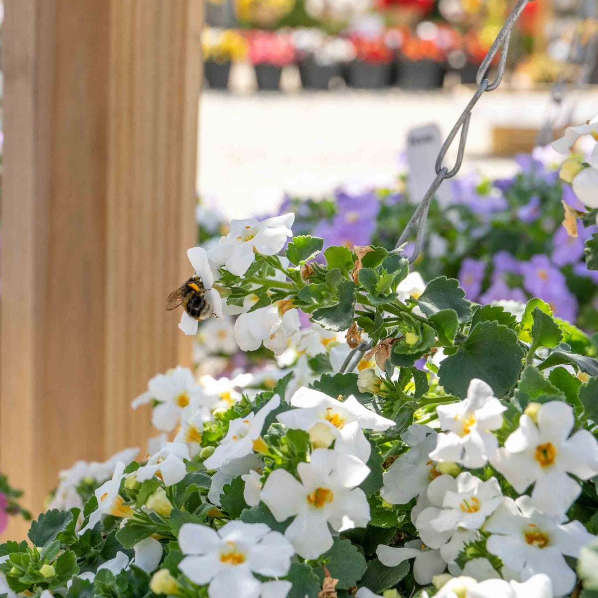 Bacopa 'megacopa White' - Extra-large White Flowers | 12 x Plug Plants | White